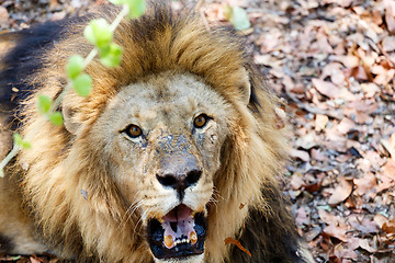 Image showing Portrait of Lion with open mouth shoving big teeth. 