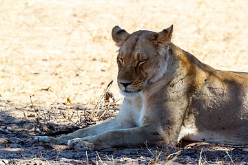 Image showing Female Lion Lying in Grass in shade of tree.