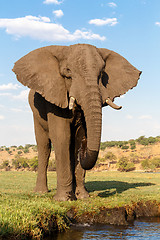 Image showing African Elephant in Chobe National Park