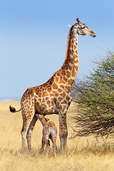 Image showing adult female giraffe with calf suckling breast milk