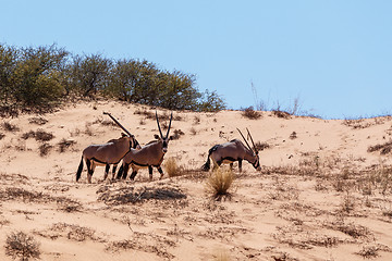 Image showing Gemsbok, Oryx gazella on sand dune