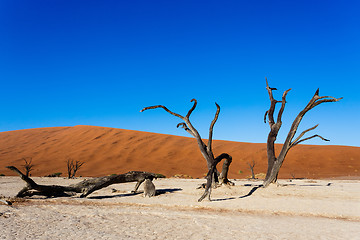 Image showing beautiful landscape of Hidden Vlei in Namib desert 