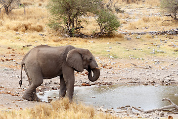 Image showing African elephants drinking at a muddy waterhole