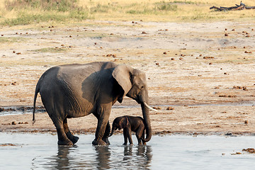 Image showing African elephants with baby elephant drinking at waterhole