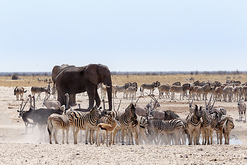 Image showing crowded waterhole with Elephants, zebras, springbok and orix