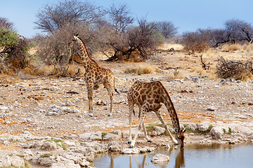 Image showing Giraffa camelopardalis drinking from waterhole in Etosha national Park