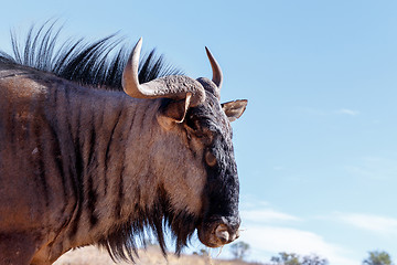 Image showing portrait of A wild Wildebeest Gnu