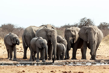 Image showing A herd of African elephants drinking at a muddy waterhole