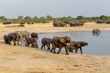 Image showing several heard of African elephants at waterhole