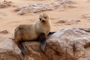 Image showing Small sea lion - Brown fur seal in Cape Cross, Namibia