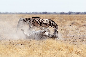 Image showing Zebra rolling on dusty white sand