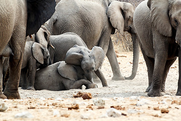 Image showing A herd of African elephants, small elephant playing