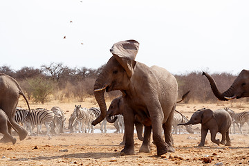 Image showing Angry Elephant in front of heard