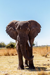 Image showing African Elephant in Caprivi Game Park