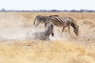 Image showing Zebra rolling on dusty white sand