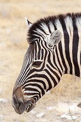 Image showing Zebra portrait. Burchell's zebra, Equus quagga burchellii.