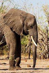 Image showing African Elephant in Chobe National Park