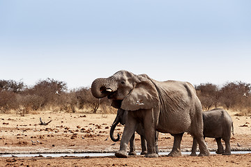 Image showing A herd of African elephants drinking at a muddy waterhole