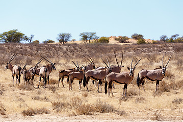 Image showing Gemsbok, Oryx gazella on sand dune