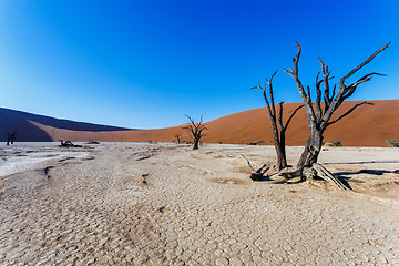 Image showing beautiful landscape of Hidden Vlei in Namib desert 