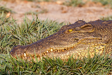 Image showing Portrait of a Nile Crocodile