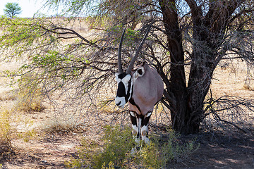 Image showing Gemsbok, Oryx gazella on sand dune