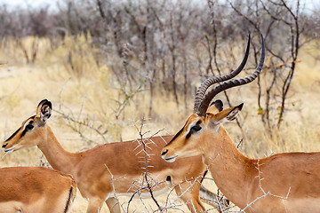 Image showing Springbok Antidorcas marsupialis