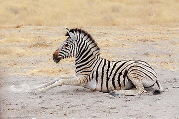 Image showing lying small Zebra in african bush