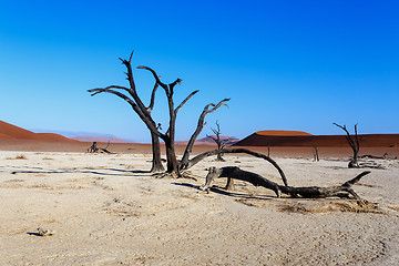 Image showing beautiful landscape of Hidden Vlei in Namib desert 