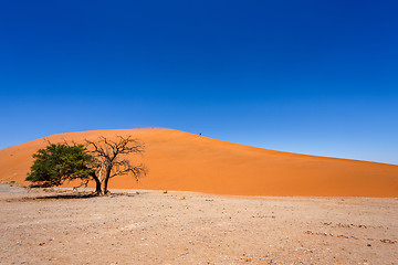 Image showing Dune 45 in sossusvlei Namibia with green tree