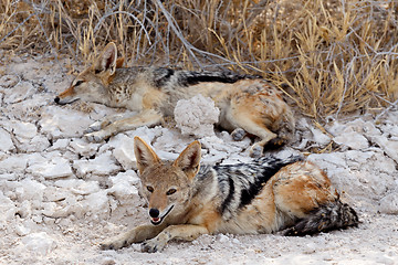 Image showing two black-backed jackal (Canis mesomelas) lying in Etosha park