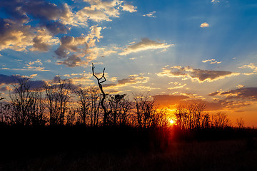 Image showing African sunset with tree in front