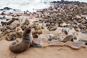 Image showing huge colony of Brown fur seal - sea lions in Namibia