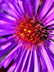 Image showing Aster 