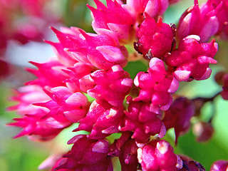 Image showing sedum