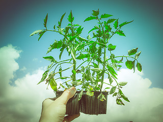 Image showing Retro look Plug tomato plant
