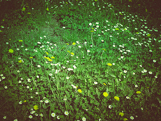 Image showing Retro look Daisy meadow