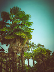Image showing Retro look Palm tree