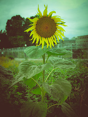 Image showing Retro look Sunflower flower