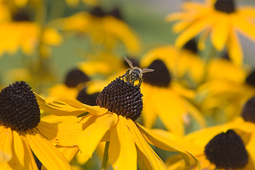 Image showing Bee on a flower