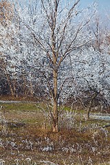 Image showing Winter tree