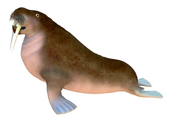 Image showing Walrus