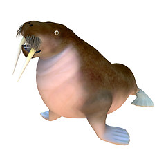 Image showing Walrus