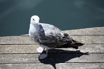 Image showing seagull on quay