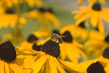 Image showing Bee on a flower