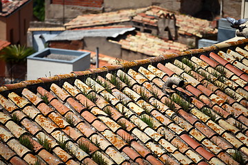 Image showing Old tiled roofs