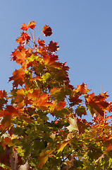 Image showing autumn leaves against the blue sky