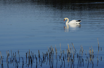 Image showing white swan swimming in lake