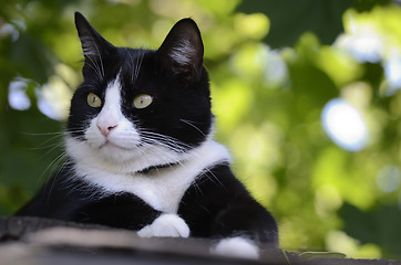 Image showing black and white cat on the roof