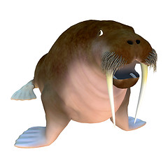 Image showing Walrus